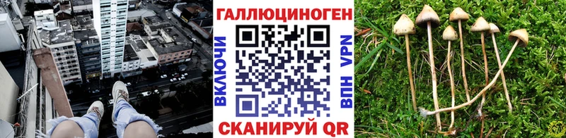 Купить где  Фатеж  Псилоцибиновые грибы MAGIC MUSHROOMS 